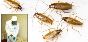 Ausführlich zur Behandlung von Räumen gegen verschiedene Insekten: wichtige Nuancen