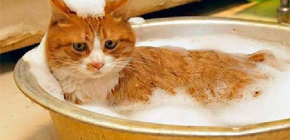 Auswahl eines Flohshampoos für Katze und Kätzchen