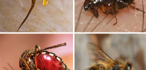 Regeln der Ersten Hilfe bei Insektenstichen: Was ist zuallererst zu tun