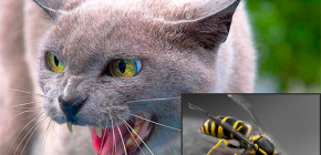 Was tun, wenn eine Katze von einer Wespe gestochen wurde…