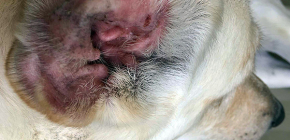 Ohrmilben bei Hunden und ihre Gefahr für Haustiere