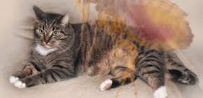 Was tun, wenn eine Katze Flöhe hat?