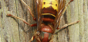 Die gemeine Hornisse (Foto) und die Gefahr ihrer Stiche für den Menschen