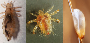 Wie Läuse aussehen: Wir machen uns mit den Besonderheiten des Aussehens und der Biologie der Parasiten vertraut