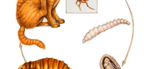 Wie und womit man Flöhe bei Katzen beseitigt