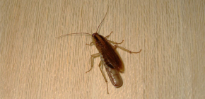 Wo verstecken sich Kakerlaken normalerweise in der Wohnung und können sie aus der Kanalisation kommen?