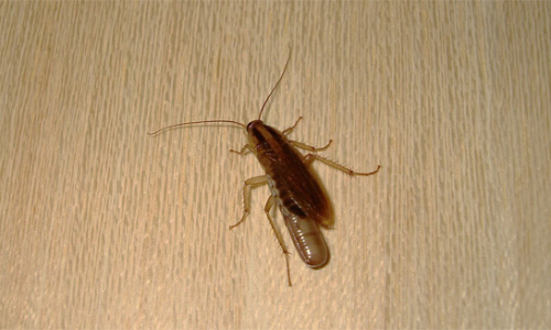 Wo verstecken sich Kakerlaken in der Wohnung?