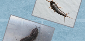 Wie man mit kleinen Insekten im Bad und WC umgeht