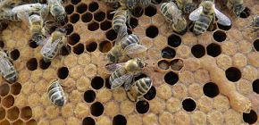 Anwendung der Bienenmottentinktur zur Behandlung von Krankheiten