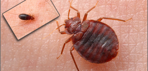 Woher kommen Bettwanzen im Haus und was ist in einer solchen Situation zu tun?