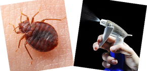 Sprays und Aerosole gegen Wanzen: Welches Mittel ist besser?