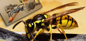 Interessante Fakten aus dem Leben der Wespen und Fotos dieser Insekten