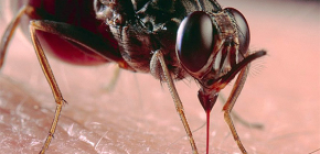 Über Insektenstiche und ihre Behandlung
