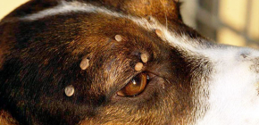 Was tun, wenn eine Zecke einen Hund gebissen hat