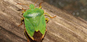 Über Waldwanzen und ihr Eindringen in die Wohnung