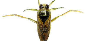 Über die Wasserwanze Glaudysch und die riesige Belostoma