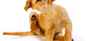 Womit und wie kann man Flöhe bei einem Hund beseitigen