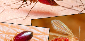 Stiche verschiedener Insektenarten und ihre Fotos