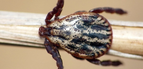 Die Wiesenzecke (Dermacentor reticulatus)