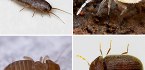 Welche kleinen Insekten in einer Wohnung vorkommen können
