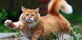 So befreien Sie Ihre Katze schnell und sicher von Flöhen