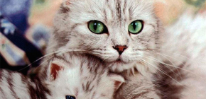 Überblick über wirksame Flohmittel für Katzen und Kätzchen