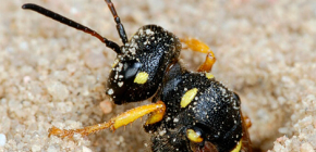 Erdwespen: Besonderheiten der Biologie und wie man diese Insekten loswird