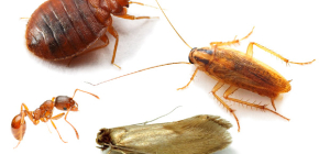 Wie man Hausinsekten in der Wohnung bekämpft