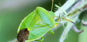 Was sind Stinkwanzen und warum riechen sie?