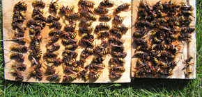 Wie man effektiv gegen Hornissen vorgeht und sie aus dem Garten oder der Imkerei vertreibt