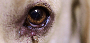Symptome, die bei einem Hund nach einem Zeckenbiss auftreten können