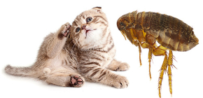 Katzenflöhe: Wie sehen sie aus und sind sie gefährlich für den Menschen?