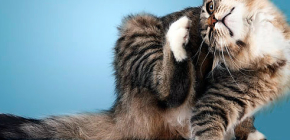 Flohhalsbänder für Katzen und Kätzchen