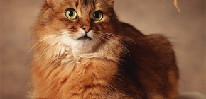 Wie Sie Ihren Kater von Flöhen befreien: Behandlung Ihres Haustieres zu Hause