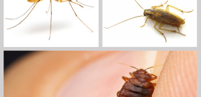 Insektizide Mittel gegen Insekten im Haus: eine Übersicht über Präparate