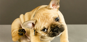 Übersicht über die wirksamsten Flohmittel für Hunde und Welpen