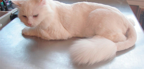 Flöhe bei Katzen: Wie sie auf Fotos aussehen und wie man sie bekämpft