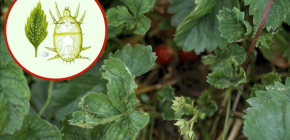 Wie man die Erdbeermilbe an der Gartenerdbeere bekämpft