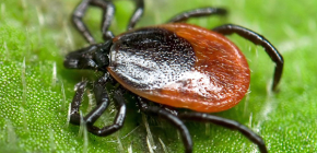 Wo Zecken in der Natur normalerweise leben: Typische Lebensräume