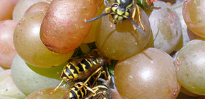 Wie schützt man die Weinernte vor Wespen und bewahrt sie während der gesamten Reifezeit?