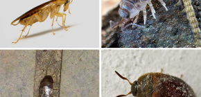 Insektenarten, die in einer Wohnung leben können, und ihre Fotos