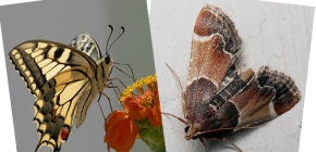 Warum Motten keinen Saugrüssel haben — sind sie etwa keine Schmetterlinge?