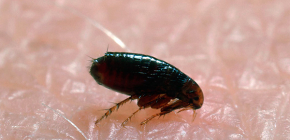 Woher kommen Flöhe in Häusern und Wohnungen: Die Hauptursachen für das Auftreten der Parasiten