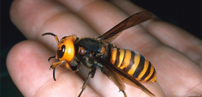 Die riesige asiatische Hornisse Vespa Mandarinia