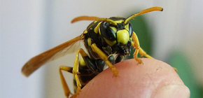 Folgen von Wespenstichen: Welche Gefahren gehen von Angriffen dieser Insekten aus?