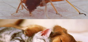 Können Wanzen Haustiere (Katzen, Hunde, Hühner) stechen?