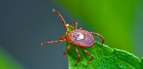Zeckenborreliose