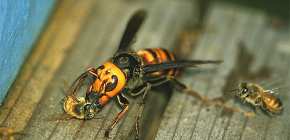 Killerhornissen gegen Honigbienen: Wer gewinnt?