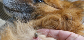 Kann ein Hund an Zeckenenzephalitis erkranken?