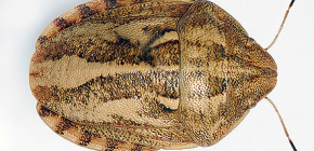 Schildkrötenwanze (Eurygaster integriceps)